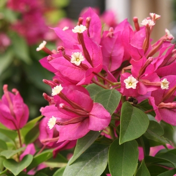 Bougainvillea 'Rose' Koiro PP23272