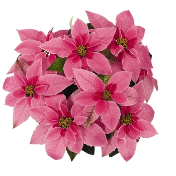 Euphorbia pulcherrima Princettia® 'Hot Pink'