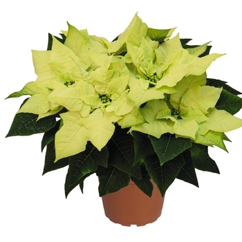 Euphorbia pulcherrima 'Envy'