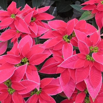 Euphorbia pulcherrima 'LUV U Hot Pink' 