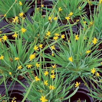 Sisyrinchium californicum