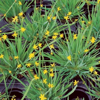 Sisyrinchium californicum