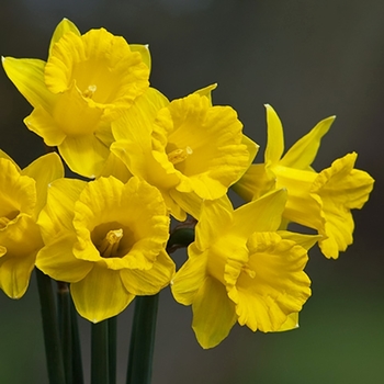 Narcissus obvallaris