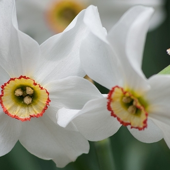 Narcissus 'Poeticus Recurvus' 