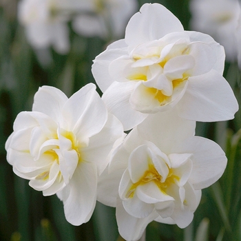 Narcissus 'Cheerfulness' 