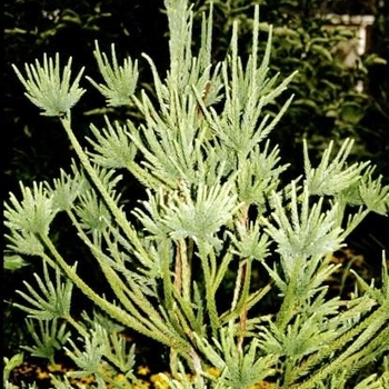 Cryptomeria japonica 'Araucaroides' 