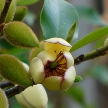 Michelia figo 'Hagiwara Everblooming' 