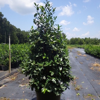 Ilex latifolia 'Auburn' 