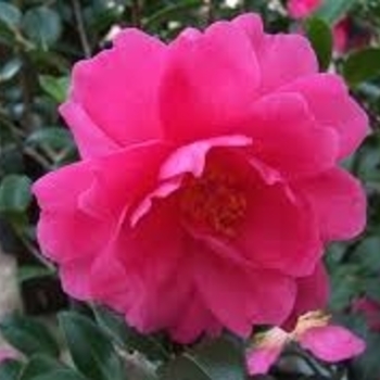 Camellia japonica 'Hilda Honeycutt' 