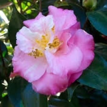 Camellia japonica 'Junior Miss' 