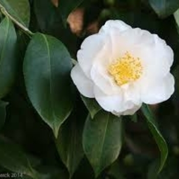 Camellia japonica 'Queen Bessie' 