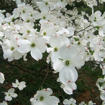 Cornus florida 'Grovflor' Grovflor