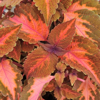 Coleus 'Sunset Boulevard™' 