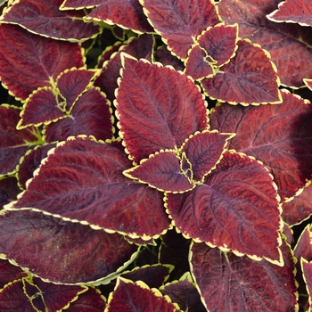 Coleus 'Broad Street' 