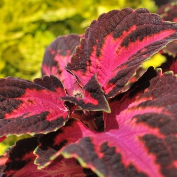 Coleus 'Fifth Avenue' 