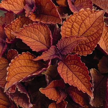 Coleus 'Wall Street™' 