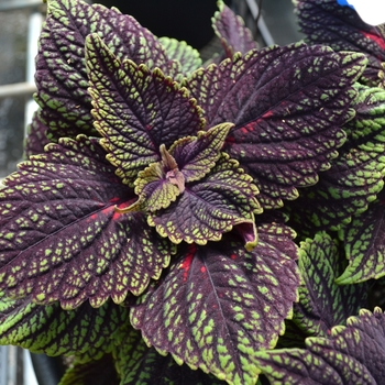 Coleus 'Abbey Road' 