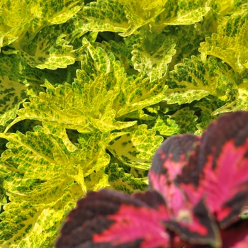 Coleus 'River Walk' 