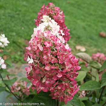 Hydrangea paniculata 'Ilvomindy' PP23070