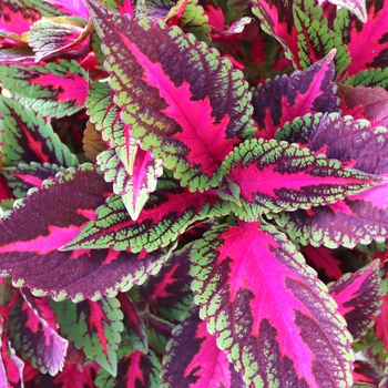 Coleus Main Street 'Ruby Road'