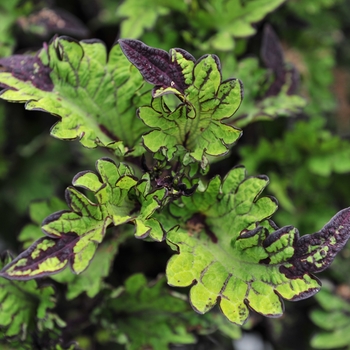 Coleus Main Street 'Rodeo Drive'