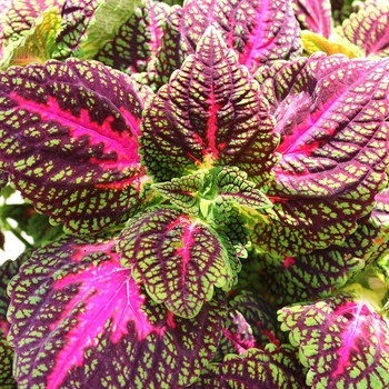 Coleus Main Street 'La Rambla'