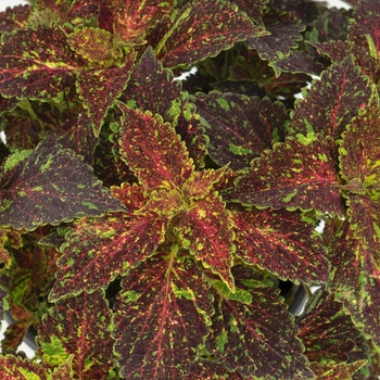 Coleus Main Street 'Michigan Avenue'