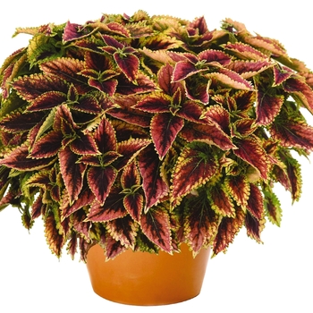 Coleus Main Street 'Granville Street'