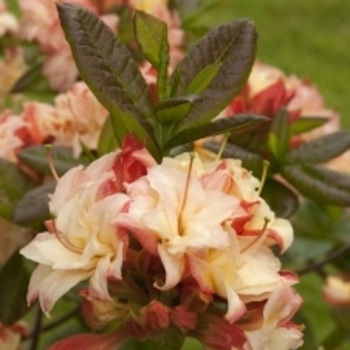 Rhododendron Exbury hybrid 'Cannon's Double' 