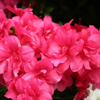 Rhododendron 'Maraschino' 