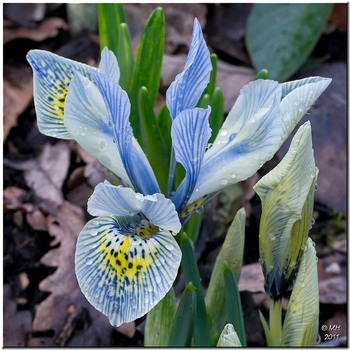 Iris 'Katharine Hodgkin' 