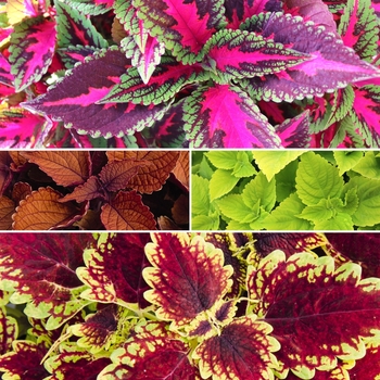 Coleus 'Multiple Varieties' 