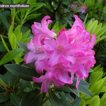 Rhododendron myrtifolium