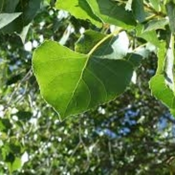 Populus fremontii