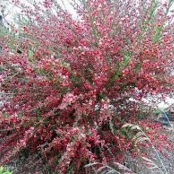 Cytisus scoparius 'San Francisco' 