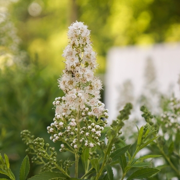 Spiraea alba var. latifolia