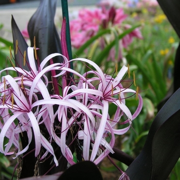 Crinum 'Menehune' 