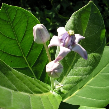 Calotropis gigantea