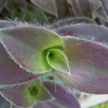 Tradescantia 'Purple Fuzzy' 