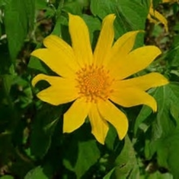 Tithonia diversifolia