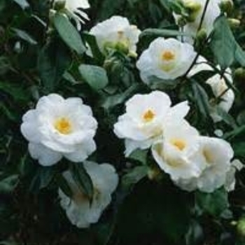 Camellia sasanqua 'Egao Spring Snowfall' 