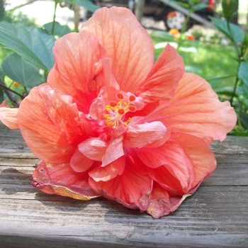 Hibiscus rosa-sinensis 'Double Peach' 
