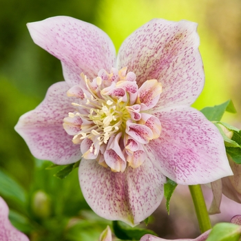 Helleborus 'Tutu' 