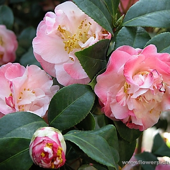 Camellia japonica 'Mrs. Lyman Clarke' 