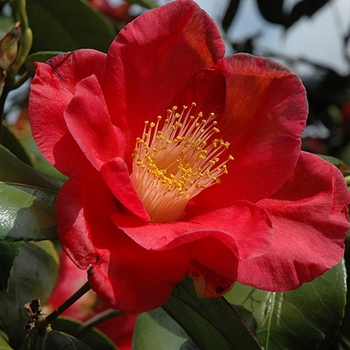 Camellia japonica 'Jupiter' 