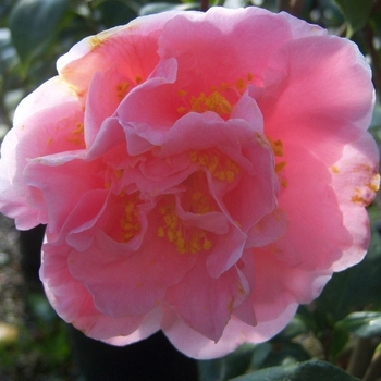 Camellia japonica 'King's Ransom' 