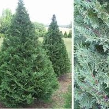 Cupressus x leylandii 'Murray' 