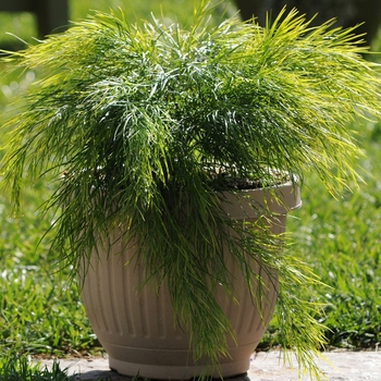 Acacia cognata 'Cousin Itt'