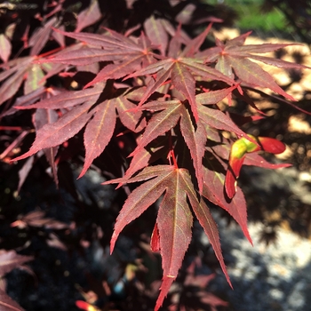 Acer palmatum 'Dragon Tears™'