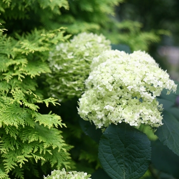 Hydrangea arborescens 'SMNHALR' PP28858 Can 5627